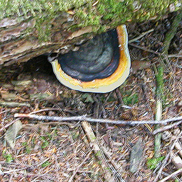 shelf fungus, Elbow Lake Trailhead area, Middle Fork Nooksack River, Whatcom County, Washington