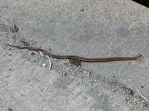 garter snake on Wallace Creek Bridge, Middle Fork Nooksack River road, Whatcom County, Washington