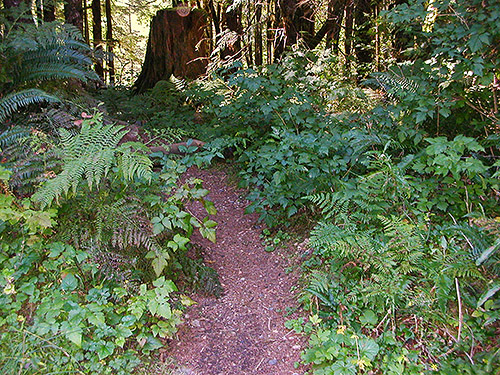 forest understory, Elbow Lake Trailhead area, Middle Fork Nooksack River, Whatcom County, Washington