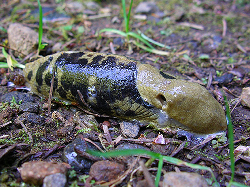 variegated banana slug Ariolimax columbianus, Elbow Lake Trailhead, Middle Fork Nooksack River, Whatcom County, Washington