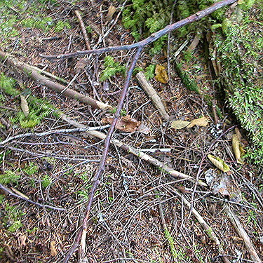 dead wood in forest, Elbow Lake Trailhead area, Middle Fork Nooksack River, Whatcom County, Washington