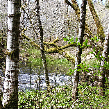 alders on bank of Elk Creek W of Murnen, Lewis County, Washington