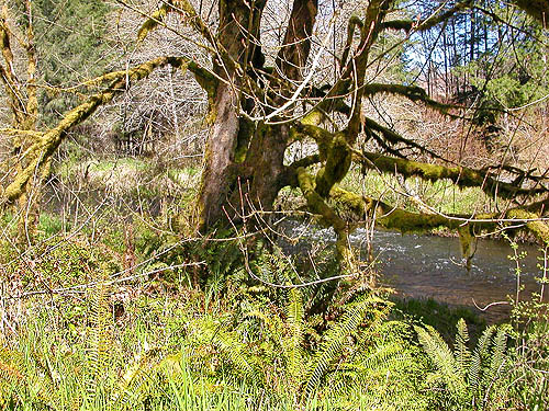 large bigleaf maple by Elk Creek W of Murnen, Lewis County, Washington