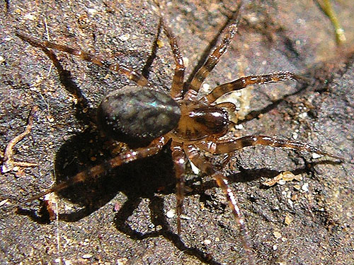 juvenile Cybaeus spider under streamside rock, Elk Creek W of Murnen, Lewis County, Washington