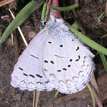 butterfly Celastrina echo, Elk Creek W of Murnen, Lewis County, Washington