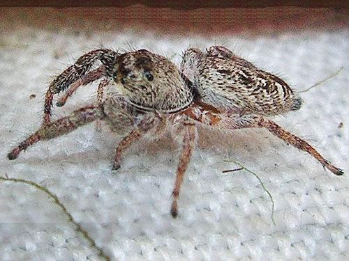 jumping spider Eris militaris from moss, Elk Creek W of Murnen, Lewis County, Washington