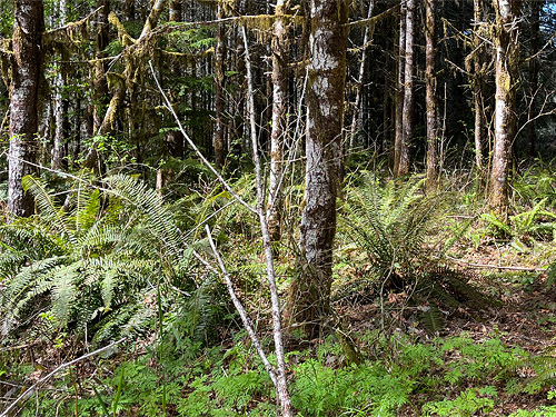 sword fern understory by Elk Creek W of Murnen, Lewis County, Washington