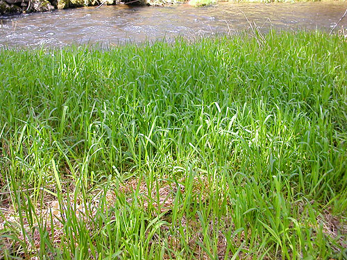 streamside grass field, Elk Creek W of Murnen, Lewis County, Washington