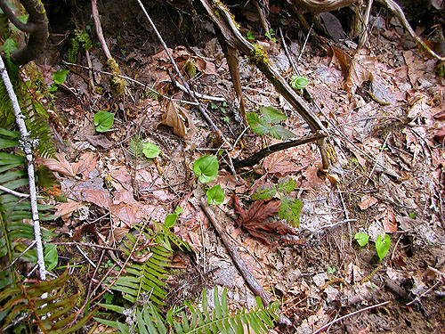 leaf litter by Elk Creek W of Murnen, Lewis County, Washington