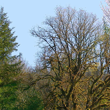 skeletal spring bigleaf maples, Elk Creek W of Murnen, Lewis County, Washington