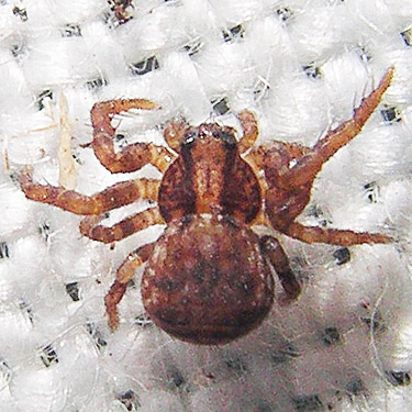 juvenile Ozyptila spider from moss, Elk Creek W of Murnen, Lewis County, Washington