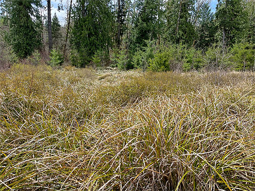 sedge wetland in clearcut W of Murnen, Lewis County, Washington