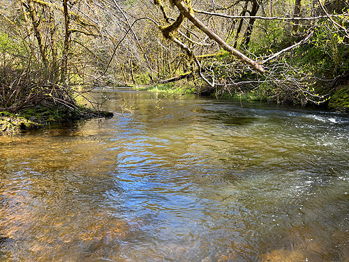 slow reach of Elk Creek W of Murnen, Lewis County, Washington