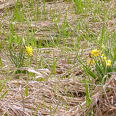 daffodils in clearcut W of Murnen, Lewis County, Washington