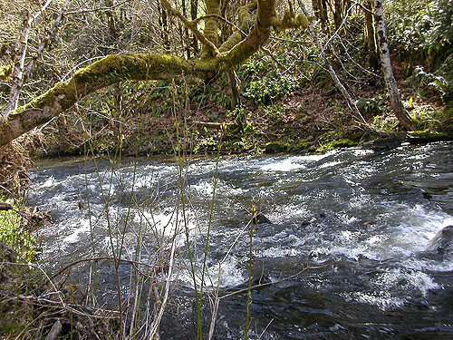 swift reach of Elk Creek W of Murnen, Lewis County, Washington