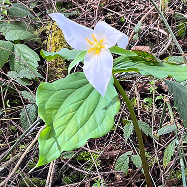 Trillium ovatum in riparian woods, Elk Creek W of Murnen, Lewis County, Washington