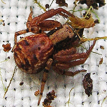 crab spider Xysticus pretiosus from moss, Elk Creek W of Murnen, Lewis County, Washington