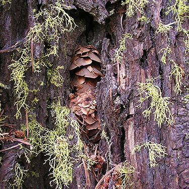 Douglas-fir cone embedded in tree bark, first 2019 spider site on Entiat Summit Ridge, Chelan County, Washington