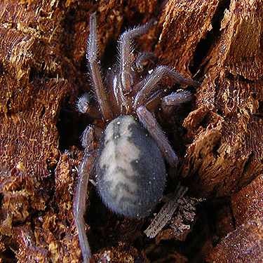 Callobius sp. #4 from first spider site, Entiat Summit Ridge, Chelan County, Washington