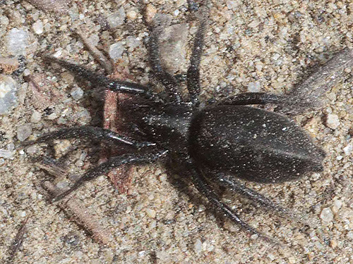 unknown gnaphosid spider, first 2019 spider site on Entiat Summit Ridge, Chelan County, Washington