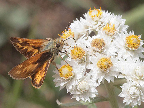 skipper butterfly Ochlodes sylvanoides, first spider site, Entiat Summit Ridge, Chelan County, Washington