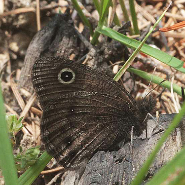 butterfly Cercyonis oetus, first 2019 spider site on Entiat Summit Ridge, Chelan County, Washington