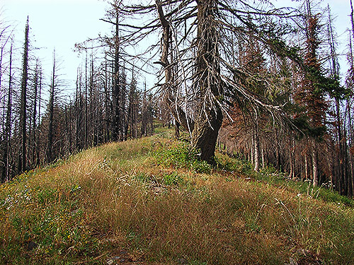 grass regrowth, Miner's Creek, Entiat Summit Ridge, Chelan County, Washington