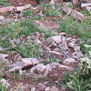 rocks on ground for turning, second spider site on Entiat Summit Ridge, Chelan County, Washington