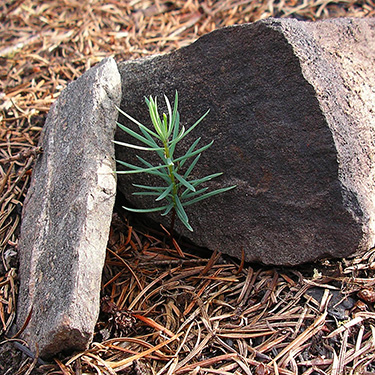 conifer sprout from bare ground in wildfire area, Miner's Creek, Entiat Summit Ridge, Chelan County, Washington