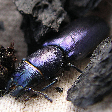 iridescent stag beetle, Miner's Creek, Entiat Summit Ridge, Chelan County, Washington