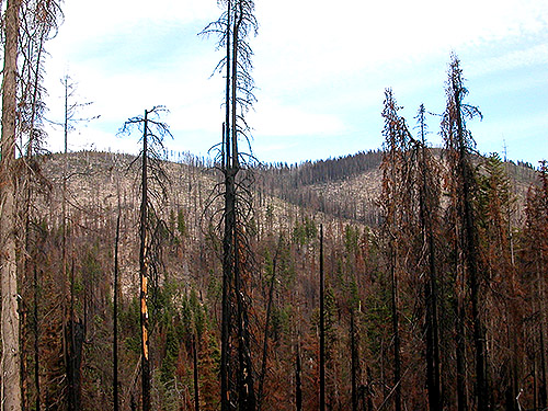 surviving tree in burn, Miner's Creek, Entiat Summit Ridge, Chelan County, Washington