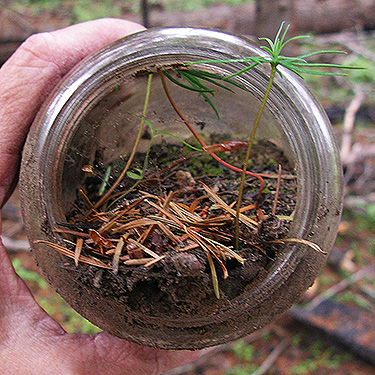 natural terrarium in discarded jar, first 2019 spider site on Entiat Summit Ridge, Chelan County, Washington