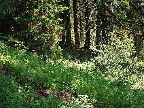 slope forest understory, first 2019 spider site on Entiat Summit Ridge, Chelan County, Washington