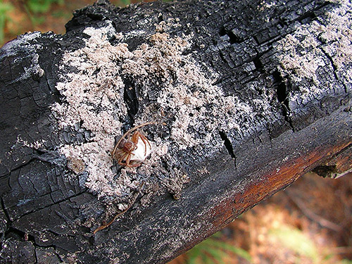 crab spider Xysticus locuples with eggs under burnt wood, first 2019 spider site on Entiat Summit Ridge, Chelan County, Washington