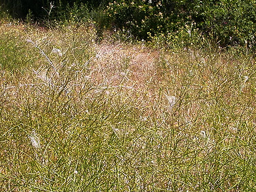 Dictynid spider webs in field plants, SW corner of Evergreen Reservoir, Grant County, Washington