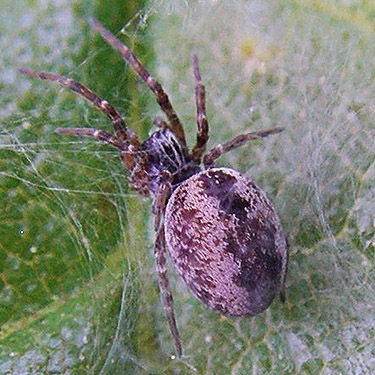 Dictynid spider Dictyna completa, SW corner of Evergreen Reservoir, Grant County, Washington