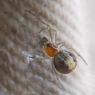 penultimate male Theridion differens spider, SW corner of Evergreen Reservoir, Grant County, Washington
