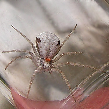 crab spider Philodromus insperatus with parasitic mite, SW corner of Evergreen Reservoir, Grant County, Washington
