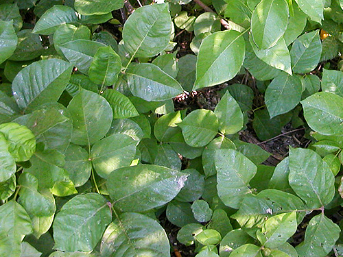 poison ivy Rhus toxicodendron, SW corner of Evergreen Reservoir, Grant County, Washington