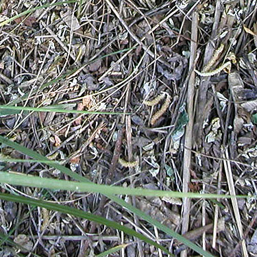 sparse, dry leaf litter in riparian woodland, SW corner of Evergreen Reservoir, Grant County, Washington