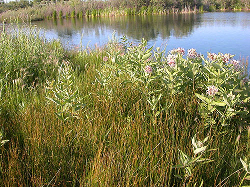 lush lake-shore meadow, SW corner of Evergreen Reservoir, Grant County, Washington