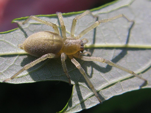 non-native spider Cheiracanthium mildei, SW corner of Evergreen Reservoir, Grant County, Washington