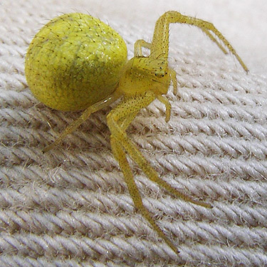 crab spider Misumenops (Mecaphesa) lepidus, SW corner of Evergreen Reservoir, Grant County, Washington
