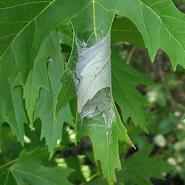 leaf retreat of spider Cheiracanthium mildei, SW corner of Evergreen Reservoir, Grant County, Washington