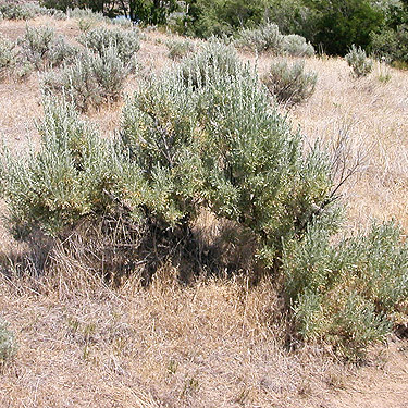 sagebrush Artemisia tridentata, SW corner of Evergreen Reservoir, Grant County, Washington