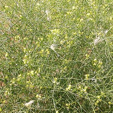 Sisymbrium with Dictyna webs, SW corner of Evergreen Reservoir, Grant County, Washington