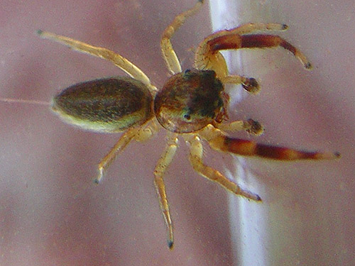 male jumping spider Phanias watonus, SW corner of Evergreen Reservoir, Grant County, Washington