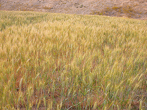 wheat field, Badger Mountain Road, East Wenatchee, Washington