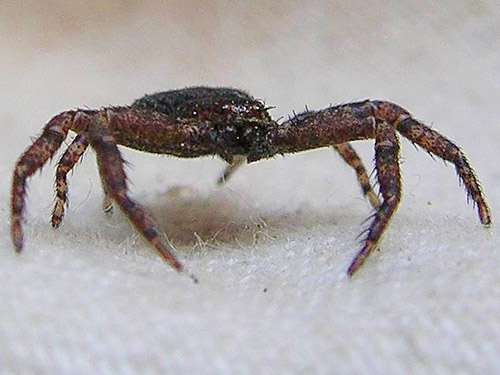crab spider Bassaniana utahensis from pine cones, Apple Capital Trail, East Wenatchee, Washington