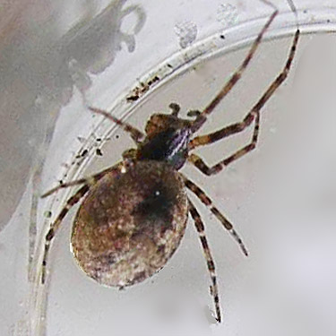 female spider Dictyna calcarata from pine cones, Apple Capital Trail, East Wenatchee, Washington